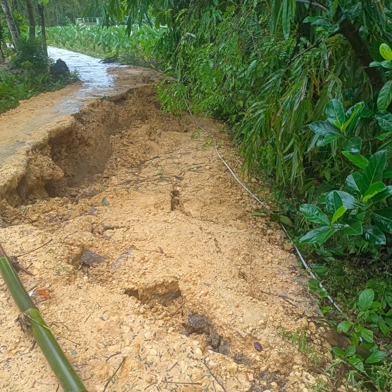 Kondisi jalan utama di Dusun Dubaja, Desa Karang Penang Onjur, Kecamatan Karang Penang, Kabupaten Sampang, ambles akibat longsor setelah diguyur hujan deras. Kerusakan ini membuat akses warga lumpuh total dan membahayakan pengguna jalan.