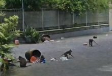 Kawanan monyet liar terlihat mengobrak-abrik tempat sampah dan berserakan di jalan lingkungan Perumahan Pesona Pesalakan, Kelurahan Kemayoran, Bangkalan, Jawa Timur, memicu keresahan warga setempat.