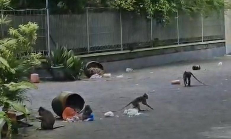 Kawanan monyet liar terlihat mengobrak-abrik tempat sampah dan berserakan di jalan lingkungan Perumahan Pesona Pesalakan, Kelurahan Kemayoran, Bangkalan, Jawa Timur, memicu keresahan warga setempat.