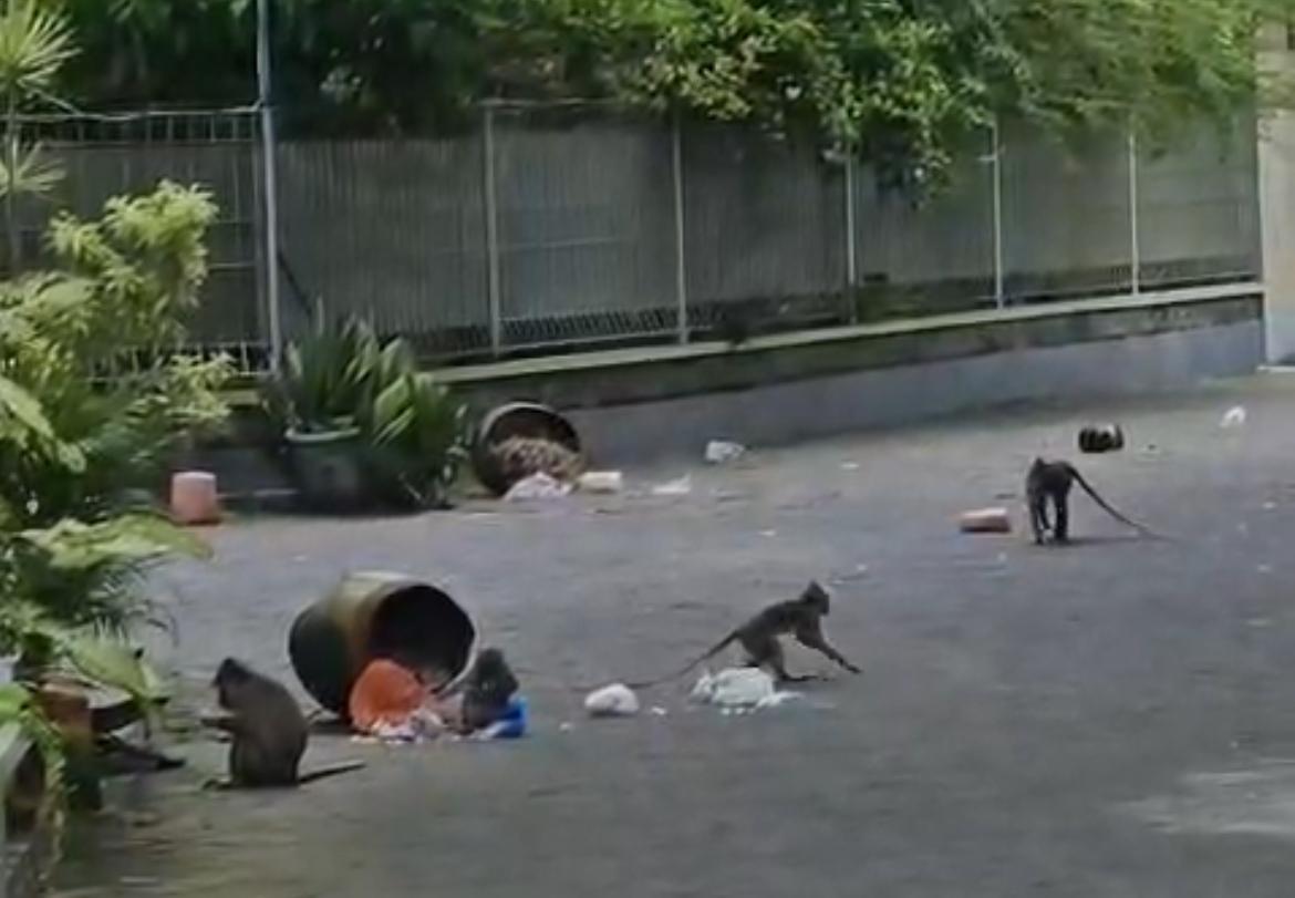 Kawanan monyet liar terlihat mengobrak-abrik tempat sampah dan berserakan di jalan lingkungan Perumahan Pesona Pesalakan, Kelurahan Kemayoran, Bangkalan, Jawa Timur, memicu keresahan warga setempat.