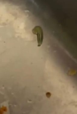 MBG di Tragah Bangkalan Tercemar Ulat, Satgas: Ini Kecerobohan Serius