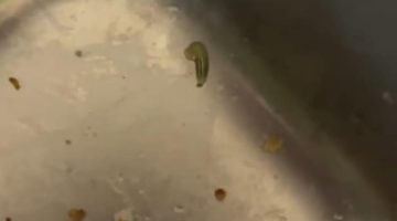 MBG di Tragah Bangkalan Tercemar Ulat, Satgas: Ini Kecerobohan Serius