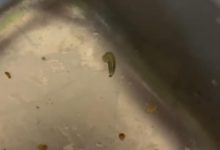 Temuan ulat pada sisa menu Makan Bergizi Gratis (MBG) di SDN Soket Laok 2, Kecamatan Tragah, Bangkalan, yang viral di media sosial dan memicu sorotan publik.