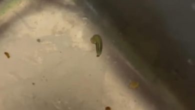 Temuan ulat pada sisa menu Makan Bergizi Gratis (MBG) di SDN Soket Laok 2, Kecamatan Tragah, Bangkalan, yang viral di media sosial dan memicu sorotan publik.