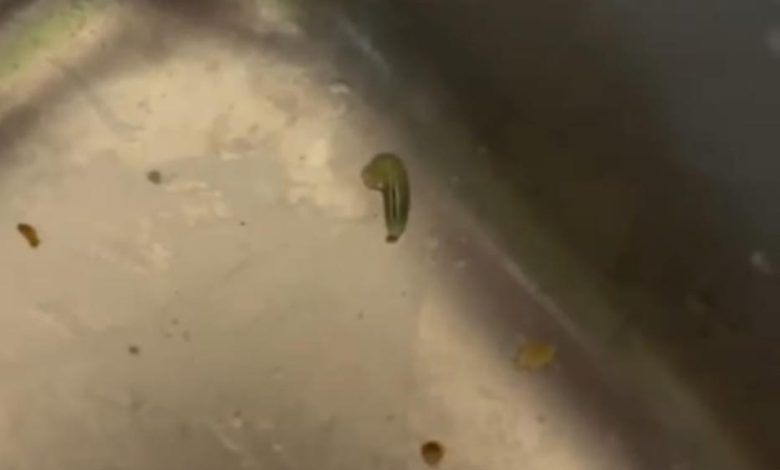 Temuan ulat pada sisa menu Makan Bergizi Gratis (MBG) di SDN Soket Laok 2, Kecamatan Tragah, Bangkalan, yang viral di media sosial dan memicu sorotan publik.