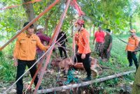 Petugas BPBD dan Damkar Sampang bersama warga mengevakuasi seekor sapi yang terperosok ke dalam sumur di Desa Gulbung, Kecamatan Pangarengan, Kamis (9/4/2026). Proses penyelamatan berlangsung dramatis selama sekitar tiga jam hingga sapi berhasil diangkat dalam kondisi selamat.