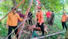 Petugas BPBD dan Damkar Sampang bersama warga mengevakuasi seekor sapi yang terperosok ke dalam sumur di Desa Gulbung, Kecamatan Pangarengan, Kamis (9/4/2026). Proses penyelamatan berlangsung dramatis selama sekitar tiga jam hingga sapi berhasil diangkat dalam kondisi selamat.