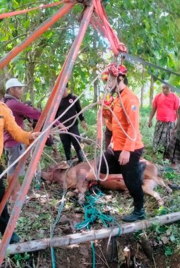 Sapi Hilang Ternyata Terjebak di Sumur 4 Meter, Evakuasi 3 Jam di Sampang Berakhir Selamat