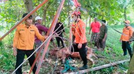 Petugas BPBD dan Damkar Sampang bersama warga mengevakuasi seekor sapi yang terperosok ke dalam sumur di Desa Gulbung, Kecamatan Pangarengan, Kamis (9/4/2026). Proses penyelamatan berlangsung dramatis selama sekitar tiga jam hingga sapi berhasil diangkat dalam kondisi selamat.