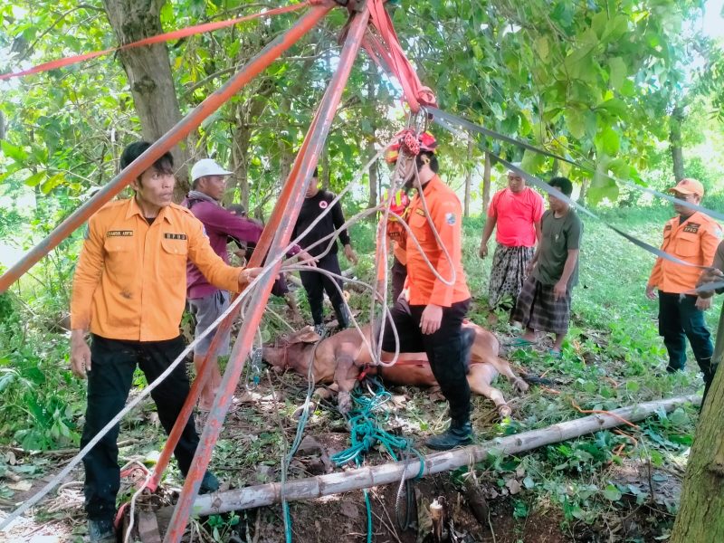 Petugas BPBD dan Damkar Sampang bersama warga mengevakuasi seekor sapi yang terperosok ke dalam sumur di Desa Gulbung, Kecamatan Pangarengan, Kamis (9/4/2026). Proses penyelamatan berlangsung dramatis selama sekitar tiga jam hingga sapi berhasil diangkat dalam kondisi selamat.