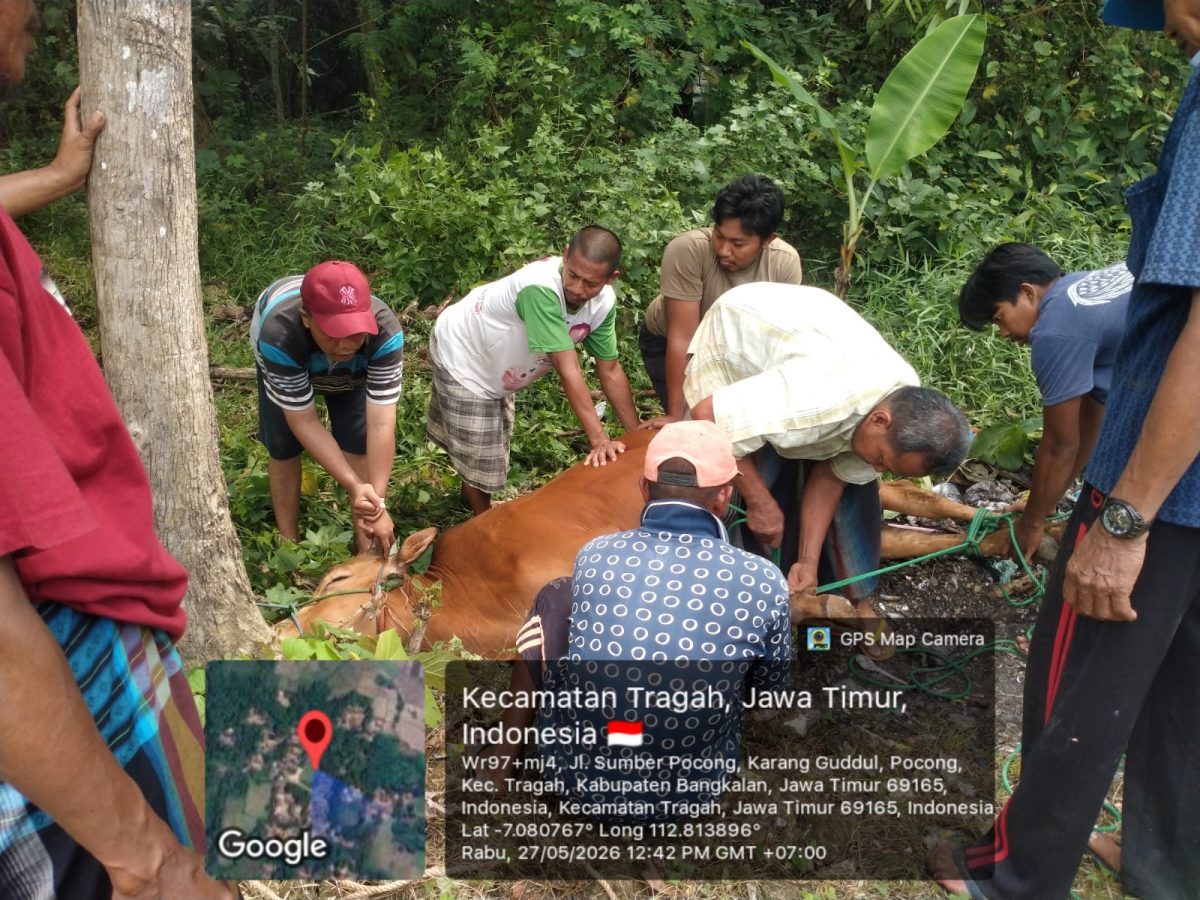 Warga bersama panitia melaksanakan proses penyembelihan hewan kurban dari PUDAM Sumber Sejahtera Bangkalan di kawasan sumber mata air Desa Pocong, Kecamatan Tragah, Rabu (27/5/2026). Kegiatan ini menjadi bentuk kepedulian sosial sekaligus upaya mempererat hubungan dengan masyarakat sekitar sumber mata air.