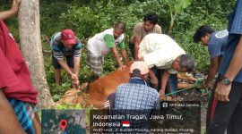 Warga bersama panitia melaksanakan proses penyembelihan hewan kurban dari PUDAM Sumber Sejahtera Bangkalan di kawasan sumber mata air Desa Pocong, Kecamatan Tragah, Rabu (27/5/2026). Kegiatan ini menjadi bentuk kepedulian sosial sekaligus upaya mempererat hubungan dengan masyarakat sekitar sumber mata air.