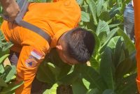 Viral di media sosial, sawah di Dusun Bangsal, Desa Gunung Eleh, Kecamatan Kedungdung, Sampang mengeluarkan bunyi gemuruh disertai gelembung udara. BPBD turun melakukan survei dan berkoordinasi dengan ESDM untuk menyelidiki dugaan adanya gas bumi.