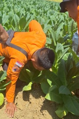 Sawah di Sampang Keluarkan Bunyi Gemuruh, BPBD Turun Tangan Selidiki Dugaan Kandungan Gas Bumi