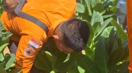 Viral di media sosial, sawah di Dusun Bangsal, Desa Gunung Eleh, Kecamatan Kedungdung, Sampang mengeluarkan bunyi gemuruh disertai gelembung udara. BPBD turun melakukan survei dan berkoordinasi dengan ESDM untuk menyelidiki dugaan adanya gas bumi.