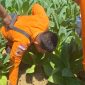 Viral di media sosial, sawah di Dusun Bangsal, Desa Gunung Eleh, Kecamatan Kedungdung, Sampang mengeluarkan bunyi gemuruh disertai gelembung udara. BPBD turun melakukan survei dan berkoordinasi dengan ESDM untuk menyelidiki dugaan adanya gas bumi.